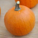 12+ Seeds Pumpkin Seed: Touch of Autumn Pumpkin edlcy (Seeds)