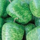 12 Seeds Gourd Seed: Large Apple Gourd edlcy (Seeds)