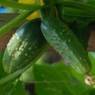 50+ Seeds Cucumber Seed: Double Yield Pickling Cucumber Seeds edlcy (Seeds)
