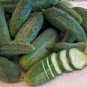 50+ Seeds Cucumber Seed: Double Yield Pickling Cucumber Seeds edlcy (Seeds)