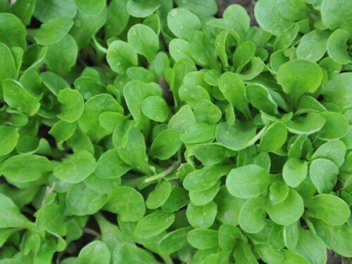 350+ Seeds Herb Seed: Corn Salad-Dutch edlcy (Seeds)