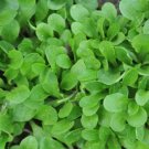 350+ Seeds Herb Seed: Corn Salad-Dutch edlcy (Seeds)
