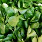 350+ Seeds Herb Seed: Corn Salad-Dutch edlcy (Seeds)