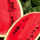12+ Seeds Watermelon Seed: Allsweet Watermelon edlcy (Seeds)