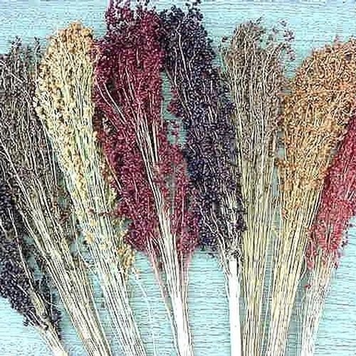 50+ Seeds Broom Corn Seed: Multi Color Broom Corn edlcy (Seeds)
