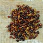 50+ Seeds Broom Corn Seed: Multi Color Broom Corn edlcy (Seeds)