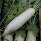 600+ Seeds Radish Seed: Japanese Minowase Radish edlcy (Seeds)