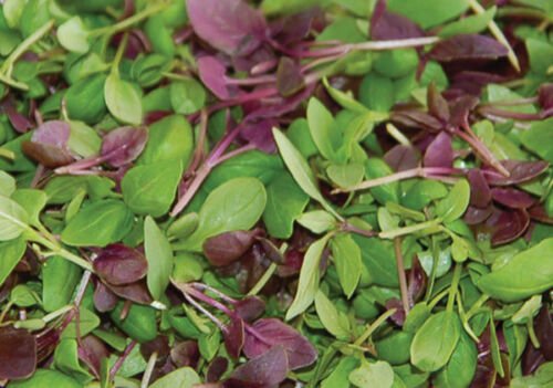 1000+ Seeds Herb Seed: Basil Mixture edlcy (Seeds)
