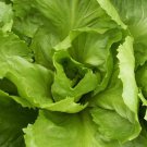500+ Seeds Endive Seed: Batavian Full Heart Endive edlcy (Seeds)
