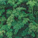 500+ Seeds Herb Seed: Triple Curled Parsley edlcy (Seeds)