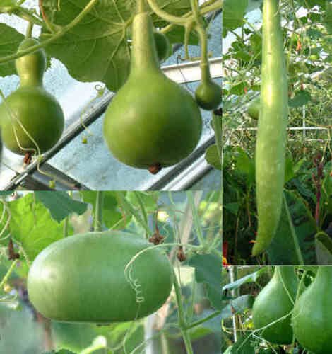 12+ Seeds Gourd Seed: Large Mixed Gourd edlcy (Seeds)