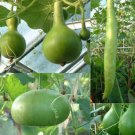 12+ Seeds Gourd Seed: Large Mixed Gourd edlcy (Seeds)
