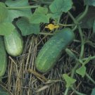 25+ Seeds Cucumber Seed: Calypso Pickling Cucumbers edlcy (Seeds)