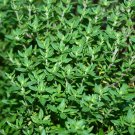 500+ Seeds Herb Seed: Thyme edlcy (Seeds)