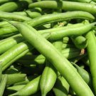 50+ Seeds Green Bean Seed: Spartan Arrow Green Beans edlcy (Seeds)