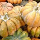 12 Seeds Pumpkin Seed: Fairytale Pumpkin edlcy (Seeds)