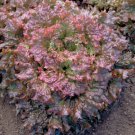 650+ Seeds Lettuce Seed: Red Sails Lettuce edlcy (Seeds)