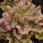 650+ Seeds Lettuce Seed: Red Sails Lettuce edlcy (Seeds)