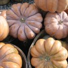 20 Seeds Pumpkin Seed: Long Island Cheese Pumpkin edlcy (Seeds)