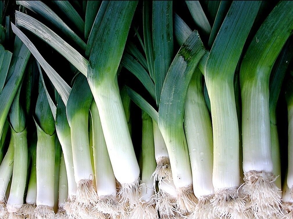 400+ Seeds Leek Seed: Large American Flag Leek edlcy (Seeds)