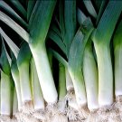 400+ Seeds Leek Seed: Large American Flag Leek edlcy (Seeds)