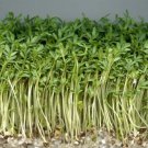 800+ Seeds Herb Seed: Garden Cress Seed edlcy (Seeds)