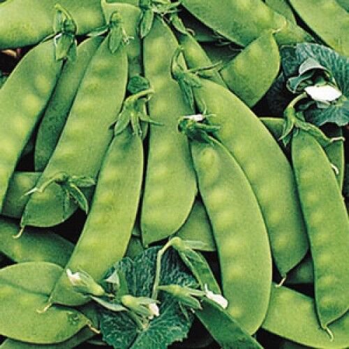 100+ Seeds Pea Seed: Sugar Daddy Pea edlcy (Seeds)