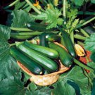 12+ Seeds Zuchini Seed: Black Beauty Zuchini edlcy (Seeds)