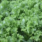 500+ Seeds Lettuce Seed: Green Ice Lettuce edlcy (Seeds) 500+ Seeds Lettuce Seed: Green Ice Lettuce edlcy (Seeds)