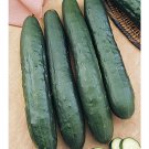 12+ Seeds Cucumber Seed: Tasty Green Cucumber edlcy (Seeds)