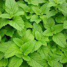 500+ Seeds Herb Seed: Lemon Balm edlcy (Seeds)