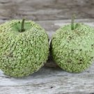 12+ Seeds Gourd Seed: Bule Blister Gourd edlcy (Seeds)