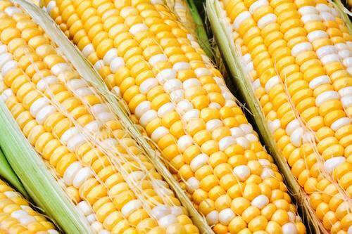 50+ Seeds Sweet Corn Seed: Jackpot Sweet Corn edlcy (Seeds)