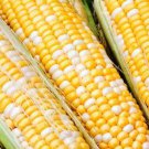 50+ Seeds Sweet Corn Seed: Jackpot Sweet Corn edlcy (Seeds)