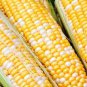 50+ Seeds Sweet Corn Seed: Jackpot Sweet Corn edlcy (Seeds)