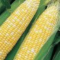 50+ Seeds Sweet Corn Seed: Jackpot Sweet Corn edlcy (Seeds)