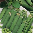 Pea Seed: Little Marvel Pea edlcy (Seeds)
