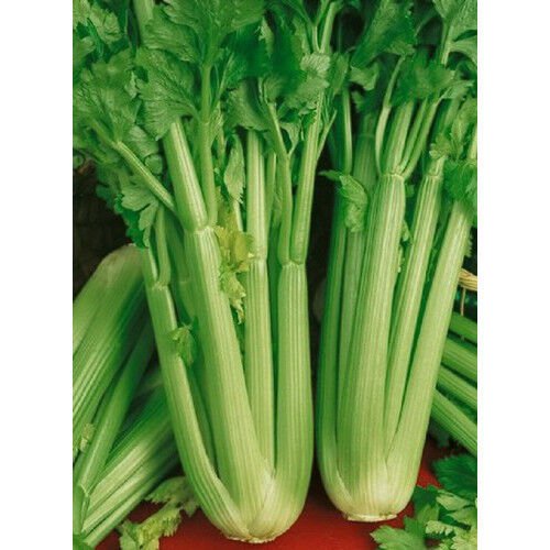 600+ Seeds Celery Seed: Golden Self Blanching Celery edlcy (Seeds)