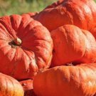 12+ Seeds Pumpkin Seed: Cinderella's Carriage Pumpkin edlcy (Seeds)