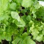 400+ Seeds Herb Seed: Arugula Roquette edlcy (Seeds)