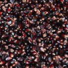 50+ Seeds Popcorn Seed: Dakota Black Popcorn edlcy (Seeds)