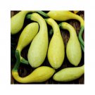 12+ Seeds Squash Seed: Early Summer Crookneck Squash edlcy (Seeds)