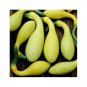 12+ Seeds Squash Seed: Early Summer Crookneck Squash edlcy (Seeds)