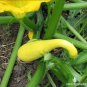 12+ Seeds Squash Seed: Early Summer Crookneck Squash edlcy (Seeds)