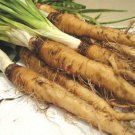 50+ Seeds Salsify Seed:Mammoth Sandwich Island Salsify edlcy (Seeds)