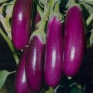 50+ Seeds Eggplant Seed: Long Purple Eggplant Italian edlcy (Seeds)
