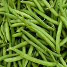 50+ Seeds Green Bean Seed: Contender Green Bean edlcy (Seeds)