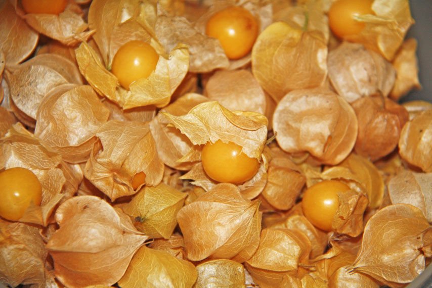 100+ Seeds Ground Cherry edlcy (Seeds)