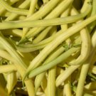 50+ Seeds Bean Seed: Golden Wax Bean edlcy (Seeds)