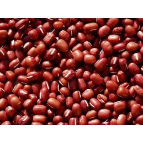 50+ Seeds Soup Beans: Small Red Soup Beans edlcy (Seeds)
